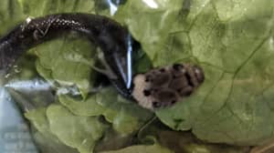 澳大利亚家庭在莴苣中找到的活蛇从Aldi购买