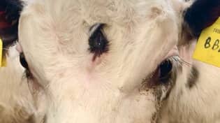 '极度罕见'小牛出生在额头上的第三只眼睛