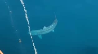 巨大的鲨鱼在大西洋火花中发现了一些恐惧