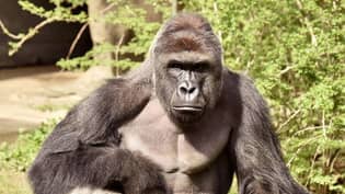 从辛辛那提动物园杀死大猩猩哈马巴已经杀死了五年