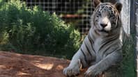 美国官员抓住了从老虎王动物园扣押的大猫
