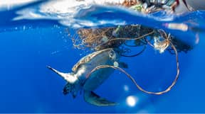 令人震惊的照片显示Loggerhead海龟卡在倾倒渔网中