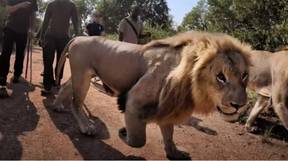 12,000只狮子正在被囚禁养殖，被游客射杀
