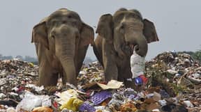 一群大象看到垃圾垃圾场觅食的觅食