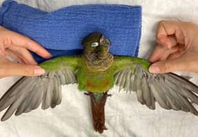 溺爱兽医给鹦鹉羽毛移植，现在它可以再次飞行