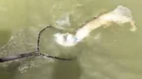 视频显示渔夫在同一条线上捕捉两条鱼