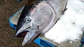 在英国海岸发现的世界上最昂贵的鱼