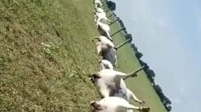 视频显示23头牛被雷击致死