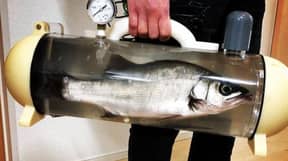日本公司为海鲜爱好者设计便携式鱼缸，让他们能活着把晚餐带回家