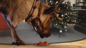 今年圣诞节，父母可以在麦当劳的新应用程序中拍摄圣诞老人的驯鹿