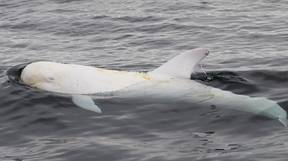 这只罕见的白里索海豚名叫卡斯帕，摄于加利福尼亚