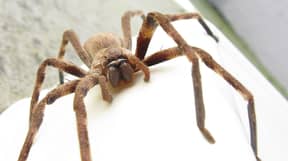 亨斯迈蜘蛛人口爆炸于澳大利亚