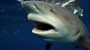 潜水员面对面与巨大的鲨鱼面对面