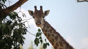 Google Maps用户认为他们已经在威尔士花园里发现了长颈鹿