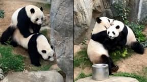 两只大熊猫10年来首次交配成功