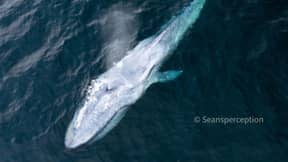 摄影师在几周内捕获第二个“极稀有”蓝鲸