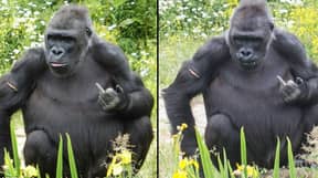 大猩猩翻转布里斯托尔动物园的游客