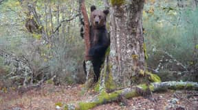 棕熊在150年内首次发现在西班牙国家公园