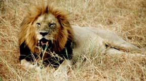 在南非自然保护区，三名偷猎者被狮子吃掉