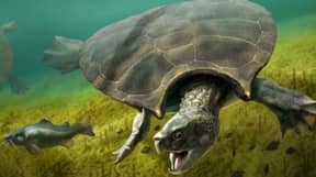 研究人员发现了1300万岁的乌龟化石的汽车大小