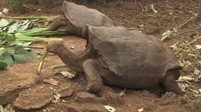 顽皮的乌龟几乎挽救了他的物种因为他是一个性害虫