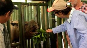 马来西亚的最后一个苏门答腊犀牛死亡
