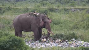 饥饿的大象穿过一堆垃圾寻找食物