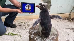 企鹅通过Pingu的狂热观看情节来振奋他的精神