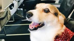 狗安抚陌生人在机场刚刚失去了自己的宠物