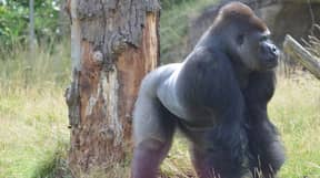 大猩猩逃离伦敦动物园的围墙后被捕获