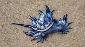 有毒的蓝龙在南非的海滩上洗涤