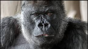 Longleat Safari Park Gorilla Nico死于56