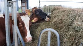 农民在他的牛上使用人类胸罩，以便小牛可以吮吸