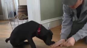 聋人收养聋人救援小狗并教他手语