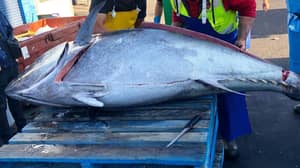 录制271kg金枪鱼鱼捕获了新南威尔士州的海岸