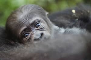 动物园正在举行一场比赛，为其新的宝贝大猩猩选择一个名字，并猜测发生了什么