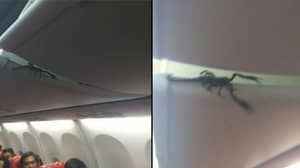恐怖的飞机乘客电影现场蝎子在高架舱中发现