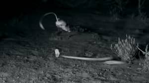 高速摄像头展示'忍者'袋鼠大鼠逃避响尾蛇攻击