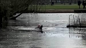 狗主人冒着冰冷的水拯救小狗在冷冻池塘中搁浅