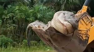 14英尺“恶魔”鳄鱼被捕获，被印度尼西亚的村民们斩首和埋葬