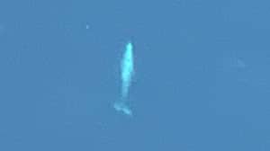 女人分享了她从飞机上发现的鲸鱼的令人难以置信的照片