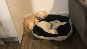狗在靠垫上留下了睡眠空间，为他最好的小狗朋友去世了