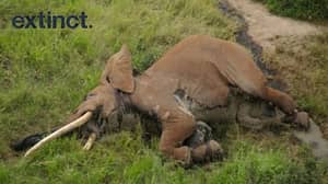 偷猎者杀死了罕见的大象，只留在世界上剩下的25岁