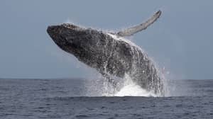 摄影师捕获罕见的时刻驼背鲸展示了10英尺的阴茎