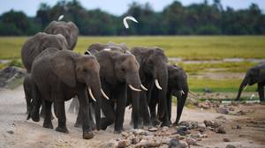 非洲最大的保护区之一迎来了没有大象被偷猎的一年