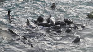 海豚一家在猎人靠近屠杀它们之前一起游泳