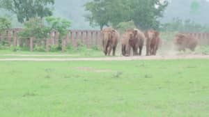 观看这群大象迎接一个被救出的孤儿婴儿大象