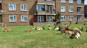 鹿在伦敦庄园前草坪上发现了放牧