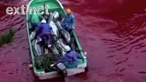 超过40万人签署请愿书，要求停止残忍的捕杀海豚
