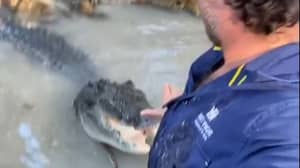 澳大利亚人推开巨大的鳄鱼，因为它在河里偷走了他